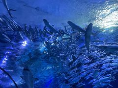 -海合安武汉极地海洋公园