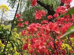 -南汇桃花村