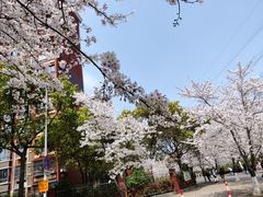 -高东镇樱花园