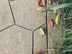 -杭州植物园
