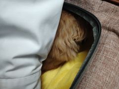 -全心全意连锁动物医院(加州店)