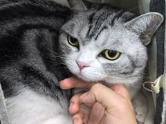-纳吉亚猫专科动物医院(康都外科中心)