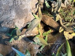 -上海大自然野生昆虫馆(东方明珠·爬宠昆虫探索中心)