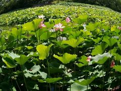 android_upload_pic-紫竹院公园冰场