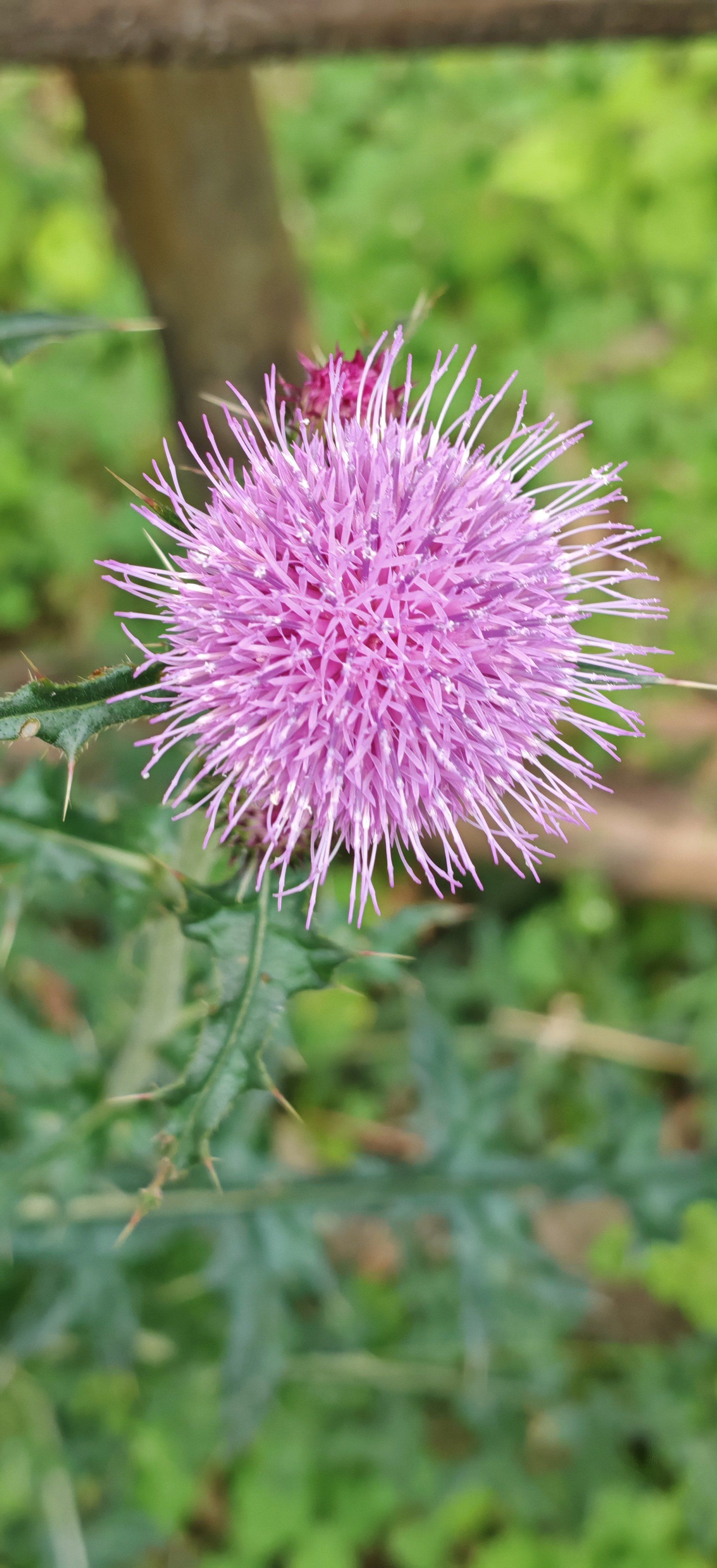 哪一朵野花才是你心中秋天的专属