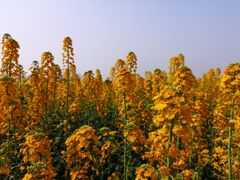 -中国天府农业博览园