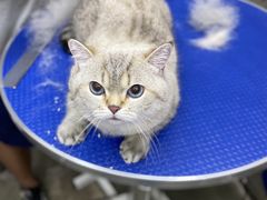 -PETKIT小佩宠物·低压洗护(国顺东路店)