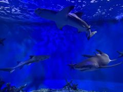 -太平洋海底世界