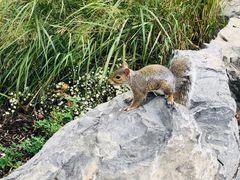 -尼亚加拉瀑布州立公园