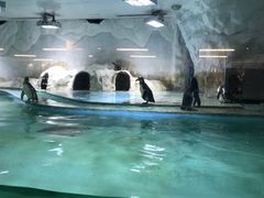 -北戴河圣蓝海洋公园