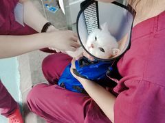-芭比堂宠物医院·全科爱猫医院·仁德分院