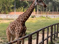 -北京野生动物园