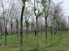 -广东花都湖国家湿地公园