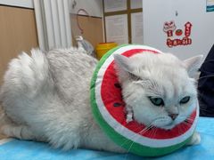 -瑞派·关忠动物医院·猫专科·犬专科(三环新城店)