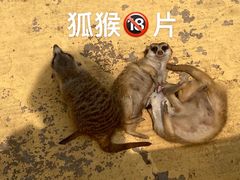 -北京野生动物园