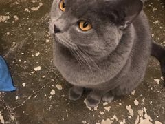 -猫猫幼稚园·撸猫·桌游·电玩