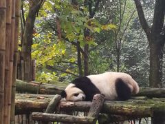 -都江堰中华大熊猫苑