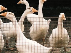 -圣·阿列克谢耶夫教堂