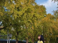 -三里屯东五街银杏大道