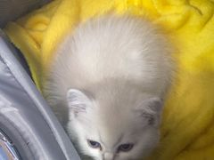 -天使宠物医院·犬猫分诊(彩虹店)