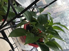 -肯德基(余杭莱蒙店)