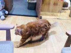 -藏猫猫咖啡主题馆(中央大道店)