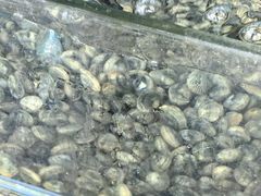 -俊江海鲜酒店(海陵岛白蒲市场店)