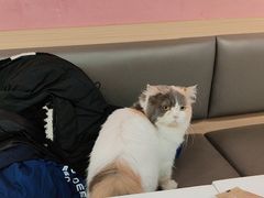 -喵园·猫主题咖啡厅·撸猫·猫咖(国贸店)