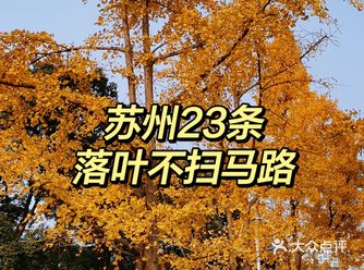 苏州23条落叶不扫马路