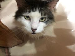 -上海特色小笼店(铁岭路90弄小区店)