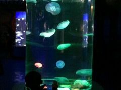 -泉城欧乐堡海洋极地世界