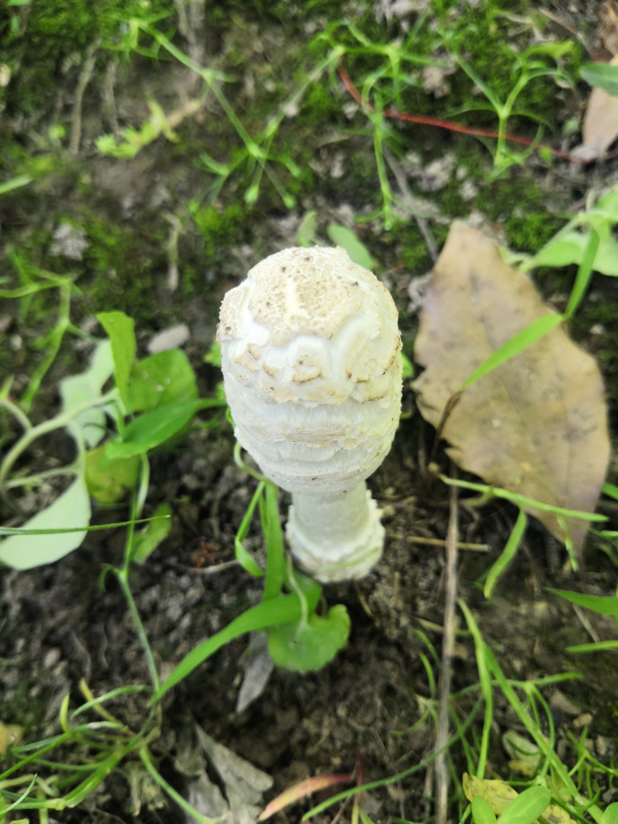 这种蘑菇能吃吗?