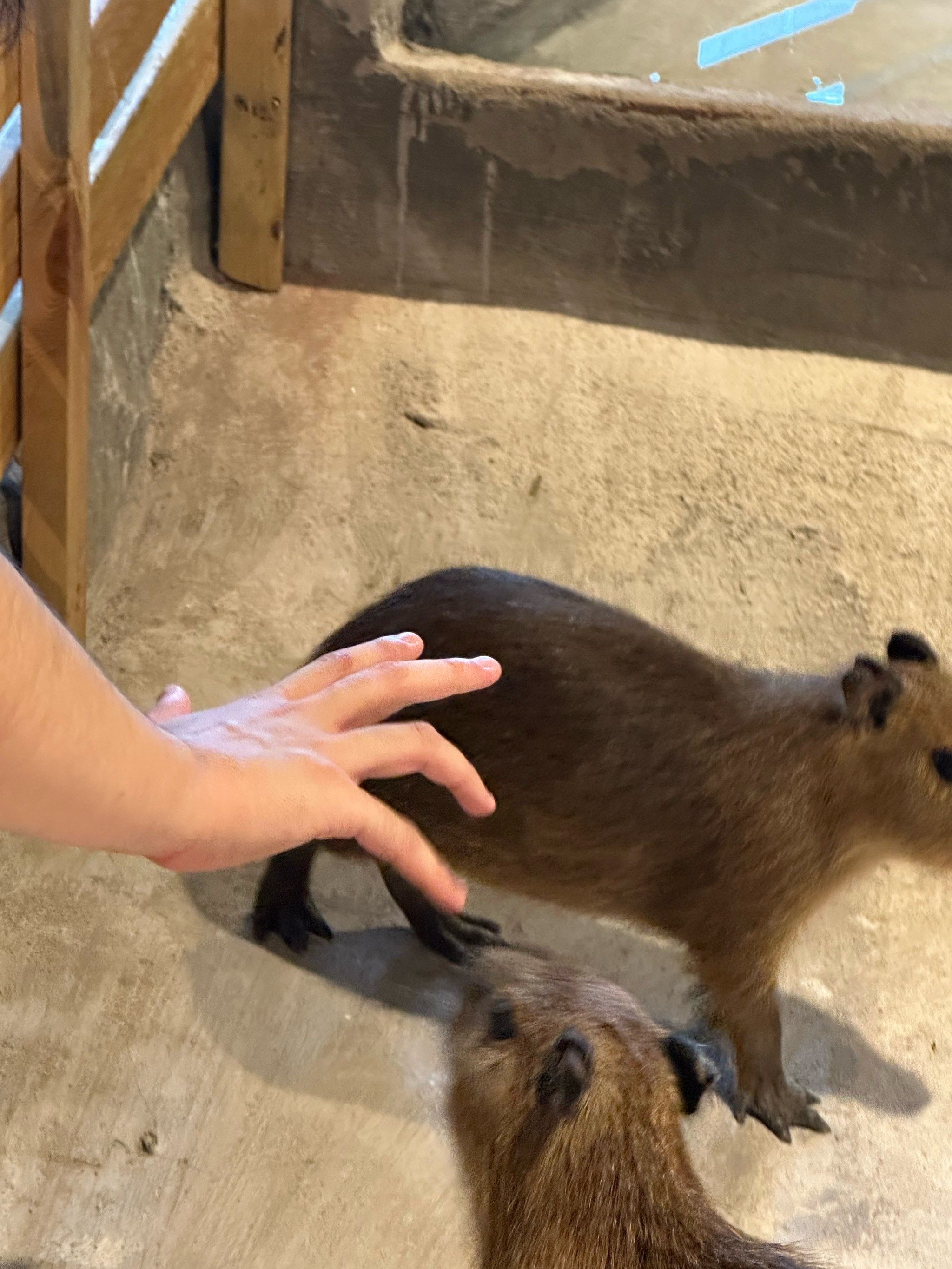 小熊微笑超治愈