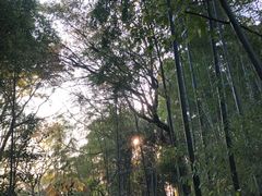 -上海佘山国家森林公园西佘山园