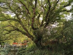 -古堰画乡景区