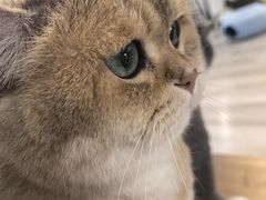 -柴迷FANS CLUB·柴犬狗咖·猫咖