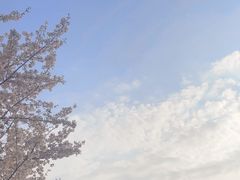 -高东镇樱花园