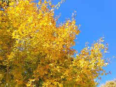 -北京西山国家森林公园