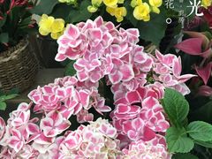-龙大花卉苗木市场