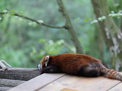 -都江堰中华大熊猫苑