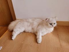 -猫腻·猫咖·撸猫馆(星光大道店)