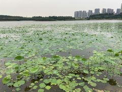 -丁香湖公园