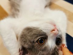 -喵zoo家庭繁育猫舍(尖东智能花园店)