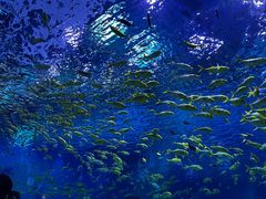 -上海海昌海洋公园