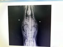 -暖阳宠物医院·犬猫康复中心·骨科