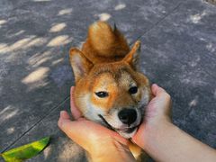 -柴犬高等学院·狗咖·柴犬售卖·宠物训练