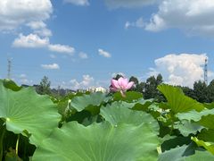 -三圣花乡旅游区