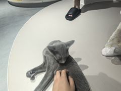 -琪喵猫屋·撸猫猫咖·猫舍