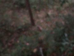 -花岩国家森林公园