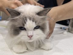 -申普宠物医院·眼科·心内科·影像科(普陀分院)